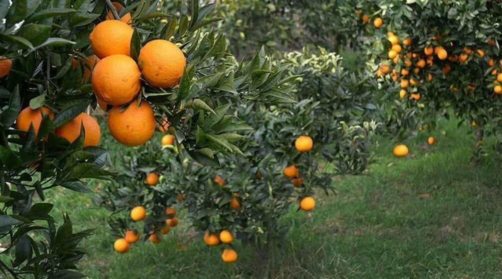 فروش 2500متر باغ پرتقال در شهر بابلسر